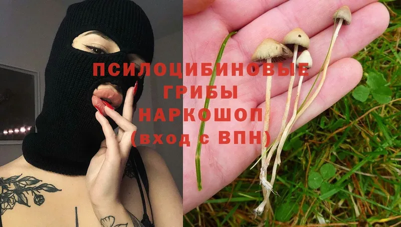 Псилоцибиновые грибы Cubensis  MEGA маркетплейс  Злынка 